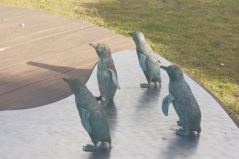 Phillip Island Penguin And Wildlife Tour - Accommodation VIC 14