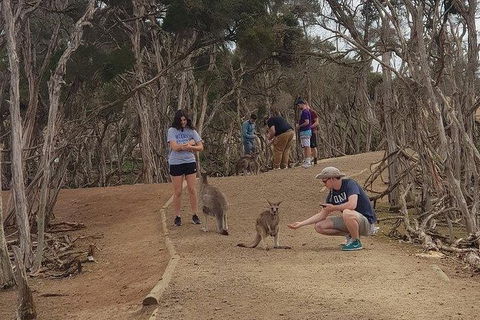 Phillip Island Penguin And Wildlife Tour - Accommodation VIC 34