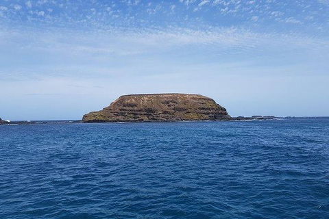 Phillip Island Penguin And Wildlife Tour - Accommodation VIC 17