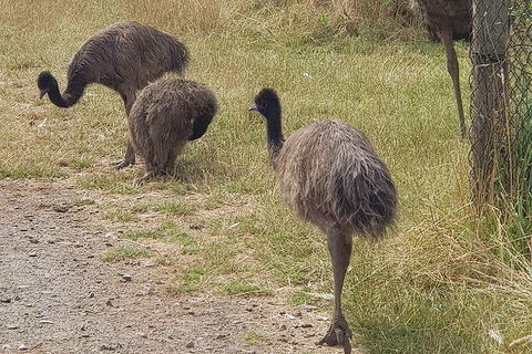 Phillip Island Penguin And Wildlife Tour - Accommodation VIC 32