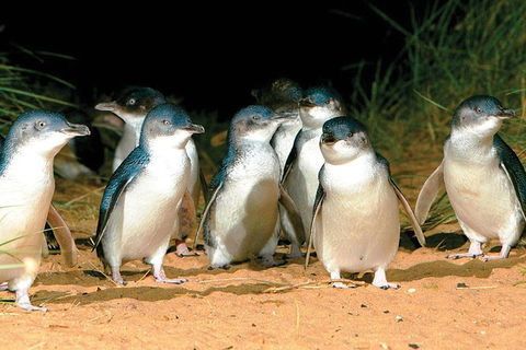 Phillip Island Penguin And Wildlife Tour - Accommodation VIC 0