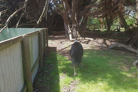Phillip Island Penguin And Wildlife Tour - Accommodation VIC 5