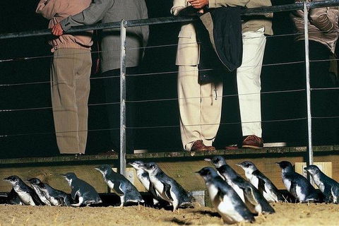 Phillip Island Penguin And Wildlife Tour - Accommodation VIC 20