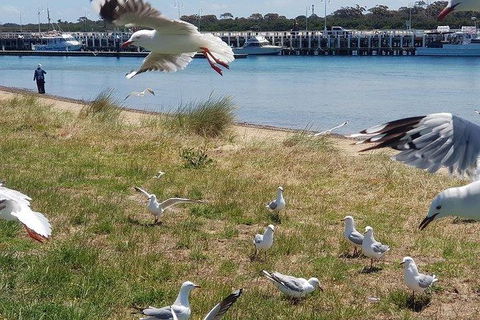 Phillip Island Penguin And Wildlife Tour - Accommodation VIC 1