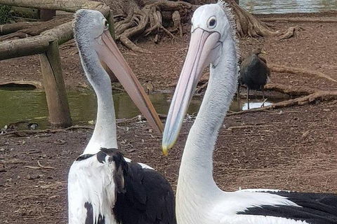 Phillip Island Penguin And Wildlife Tour - Accommodation VIC 6