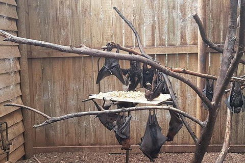 Phillip Island Penguin And Wildlife Tour - Accommodation VIC 31