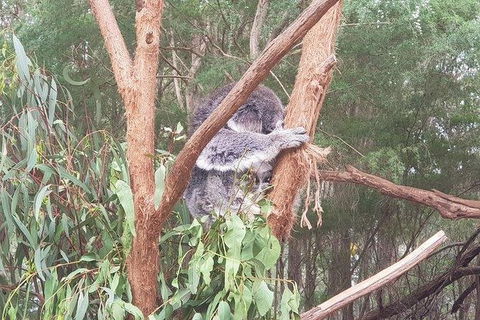 Phillip Island Penguin And Wildlife Tour - Accommodation VIC 16