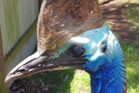 Phillip Island Penguin And Wildlife Tour - Accommodation VIC 19
