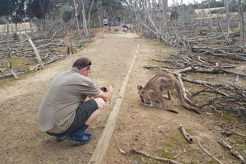 Phillip Island Penguin And Wildlife Tour - Accommodation VIC 30