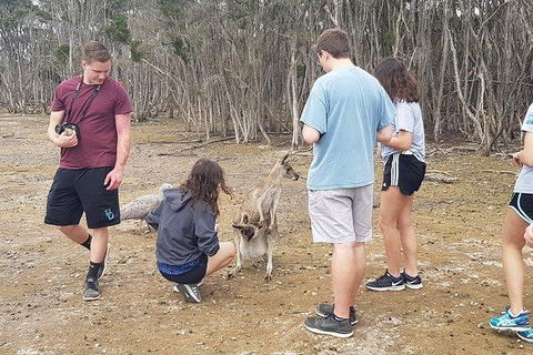 Phillip Island Penguin And Wildlife Tour - Accommodation VIC 3