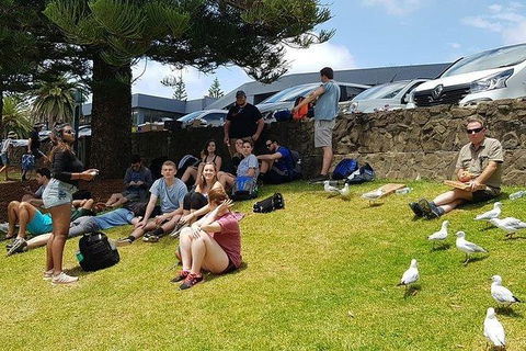Phillip Island Penguin And Wildlife Tour - Accommodation VIC 22