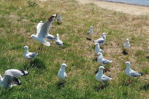 Phillip Island Penguin And Wildlife Tour - Accommodation VIC 9