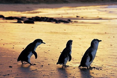 Phillip Island Penguin And Wildlife Tour - Accommodation VIC 13
