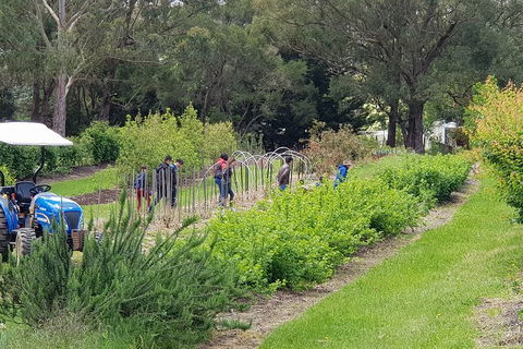 Yarra Valley Wineries And Rayners Orchard Tour From Melbourne - Accommodation VIC 3