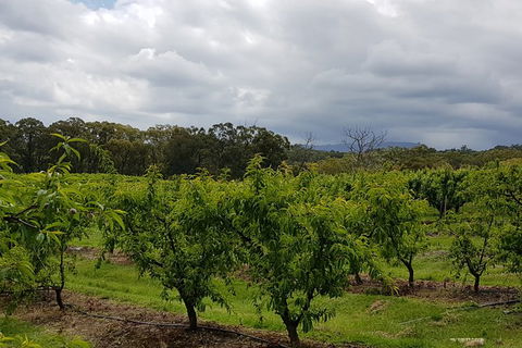 Yarra Valley Wineries And Rayners Orchard Tour From Melbourne - Accommodation VIC 18