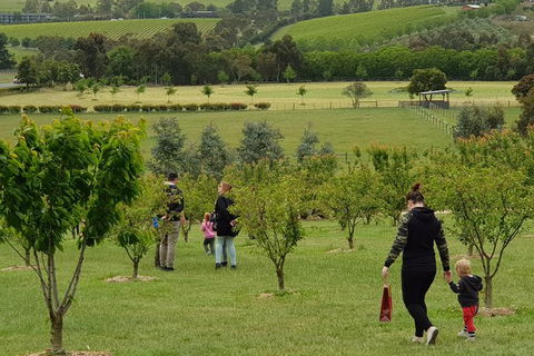 Day Tour Of Yarra Valley Puffing Billy And Rayners Orchard - Accommodation VIC 36