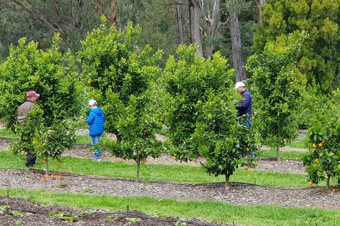 Day Tour Of Yarra Valley Puffing Billy And Rayners Orchard - Accommodation VIC 1