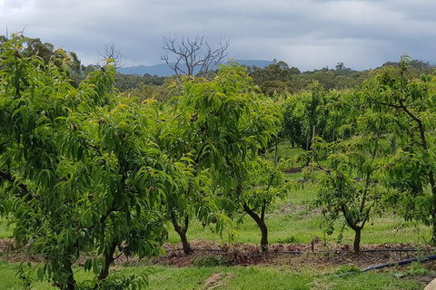 Day Tour Of Yarra Valley Puffing Billy And Rayners Orchard - Accommodation VIC 41