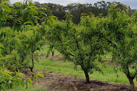 Day Tour Of Yarra Valley Puffing Billy And Rayners Orchard - Accommodation VIC 49