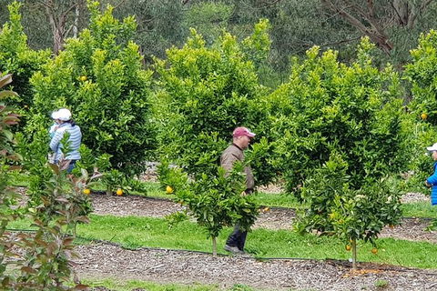Day Tour Of Yarra Valley Puffing Billy And Rayners Orchard - Accommodation VIC 34
