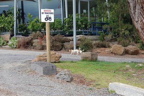 Day Tour Of Yarra Valley Puffing Billy And Rayners Orchard - Accommodation VIC 2