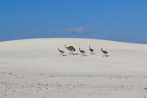 Half-Day Beach Fishing Safari - Accommodation VIC 15