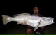 Half-Day Beach Fishing Safari - thumb 10