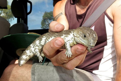 Half-Day Beach Fishing Safari - Accommodation VIC 37