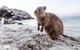 Perth To Rottnest Island Roundtrip Ferry Ticket - thumb 3