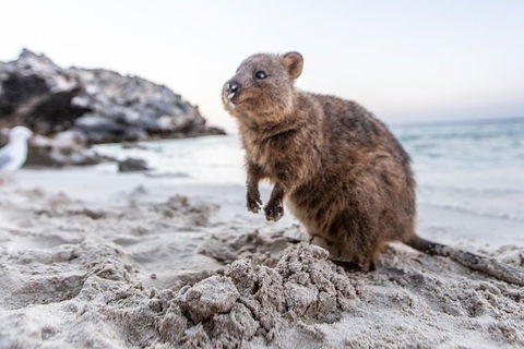 Perth To Rottnest Island Roundtrip Ferry Ticket - Accommodation VIC 3