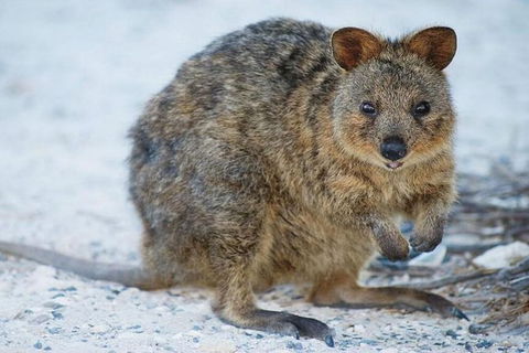 Perth To Rottnest Island Roundtrip Ferry Ticket - Accommodation VIC 2