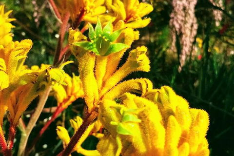 Spring Wildflower (Private) Day Tours - Accommodation VIC 23