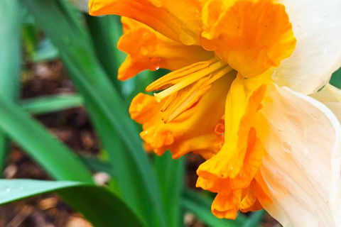 Spring Wildflower (Private) Day Tours - Accommodation VIC 16
