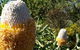 Spring Wildflower (Private) Day Tours - thumb 37
