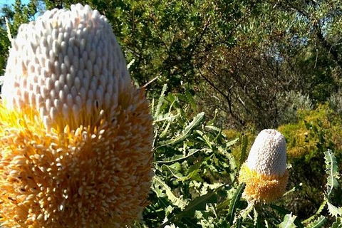 Spring Wildflower (Private) Day Tours - Accommodation VIC 37