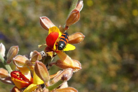 Spring Wildflower (Private) Day Tours - Accommodation VIC 14