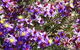 Spring Wildflower (Private) Day Tours - thumb 2