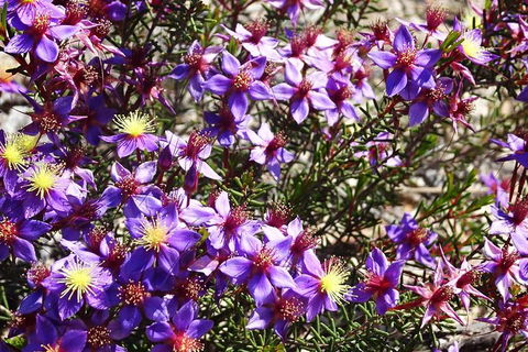 Spring Wildflower (Private) Day Tours - Accommodation VIC 2