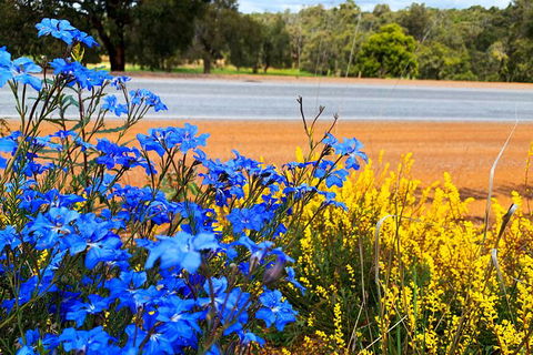 Spring Wildflower (Private) Day Tours - Accommodation VIC 7