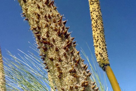 Spring Wildflower (Private) Day Tours - Accommodation VIC 9