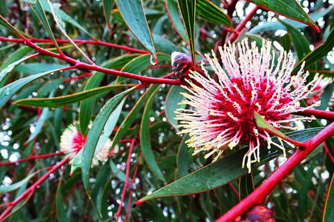 Spring Wildflower (Private) Day Tours - Accommodation VIC 44