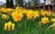 Spring Wildflower (Private) Day Tours - thumb 28