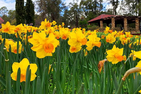 Spring Wildflower (Private) Day Tours - Accommodation VIC 28