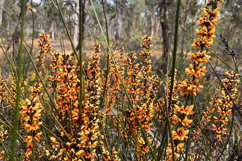 Spring Wildflower (Private) Day Tours - Accommodation VIC 25