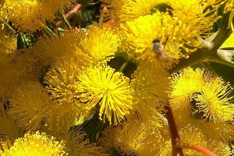 Spring Wildflower (Private) Day Tours - Accommodation VIC 31