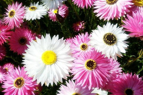 Spring Wildflower (Private) Day Tours - Accommodation VIC 21