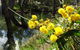 Spring Wildflower (Private) Day Tours - thumb 26