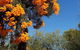 Spring Wildflower (Private) Day Tours - thumb 42