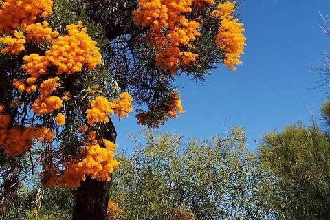 Spring Wildflower (Private) Day Tours - Accommodation VIC 42