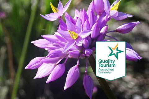 Spring Wildflower (Private) Day Tours - Accommodation VIC 0